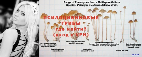 стафф Белокуриха